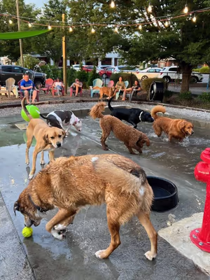 Club K9 Dog Bar photo 1